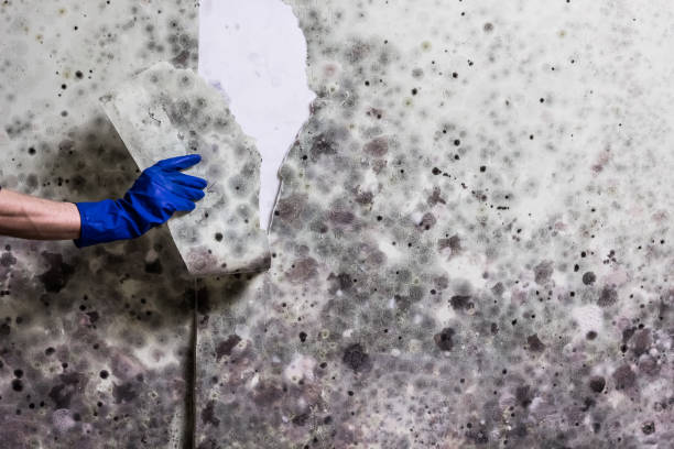 Best Toxic Mold Removal  in Mankato, MN
