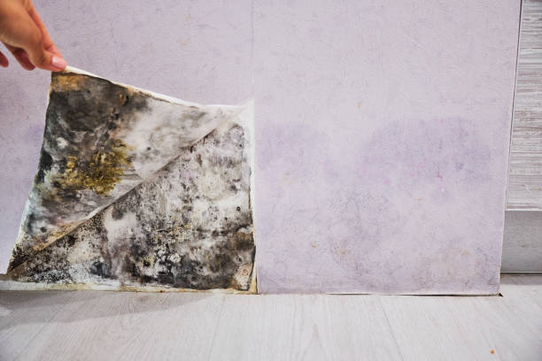 Best Mold Damage Repair  in Mankato, MN